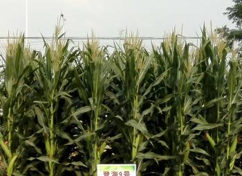 thumb_350_255_20200304104556673